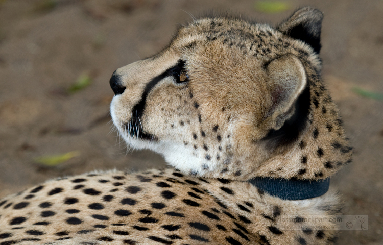 cheetah with a black collar is laying on the ground