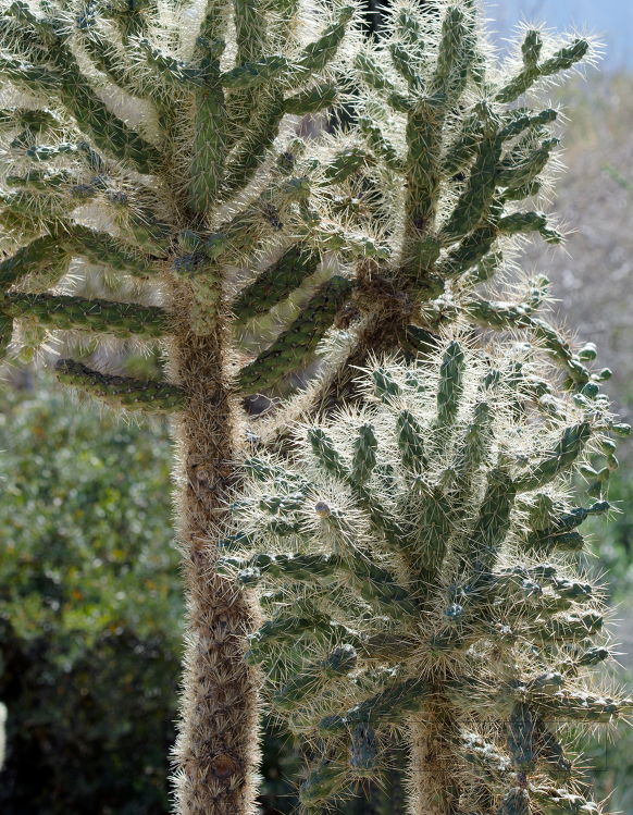 cholla cacti 922