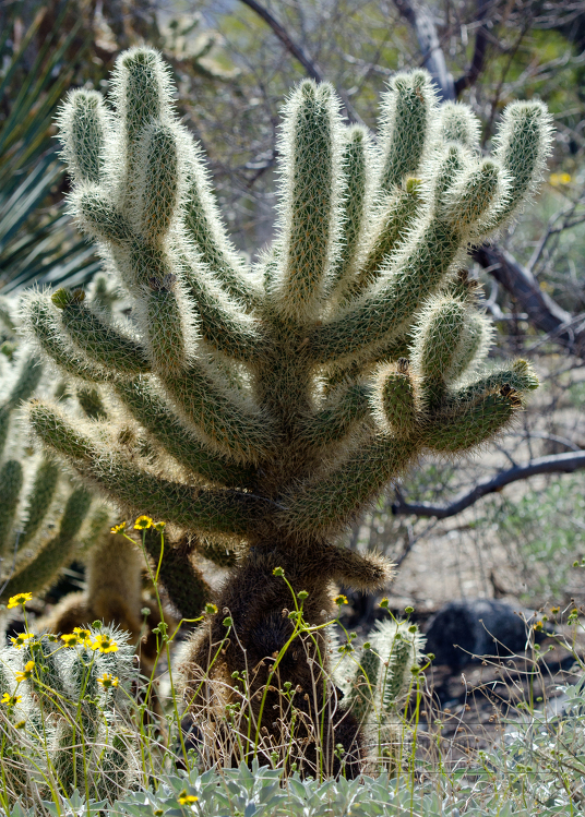 cholla cacti 929