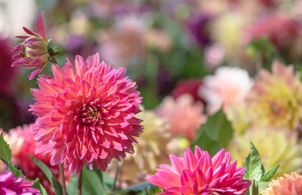 close up image of colorful dahlia 0168