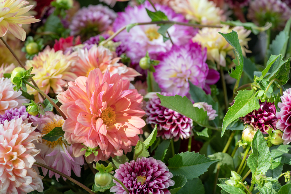 close up image of colorful dahlia flowers