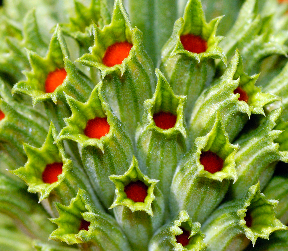 close up lions ear wild dagga flower