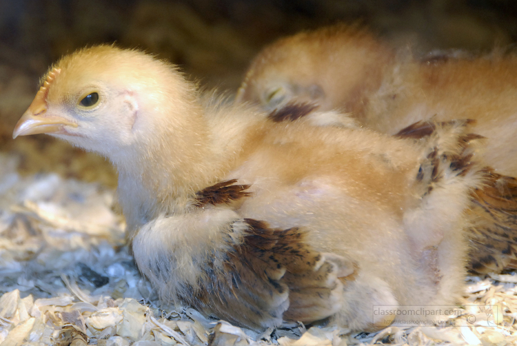 close up of a baby chicken