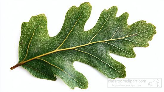 close up of a vibrant oak leaf