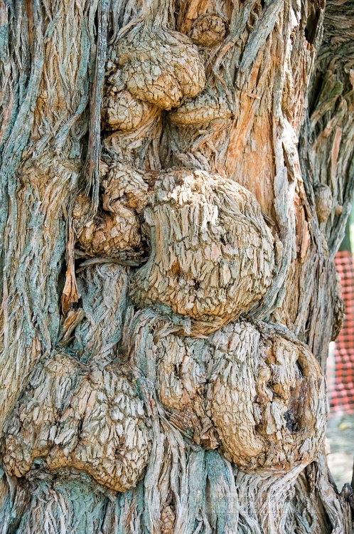 close up of the bark of a tree