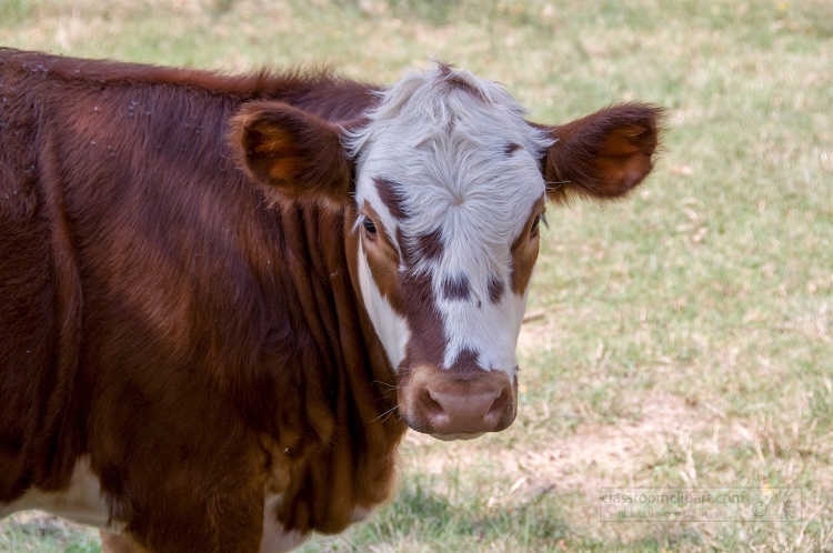 closeup brown cow laying in the grass in the field