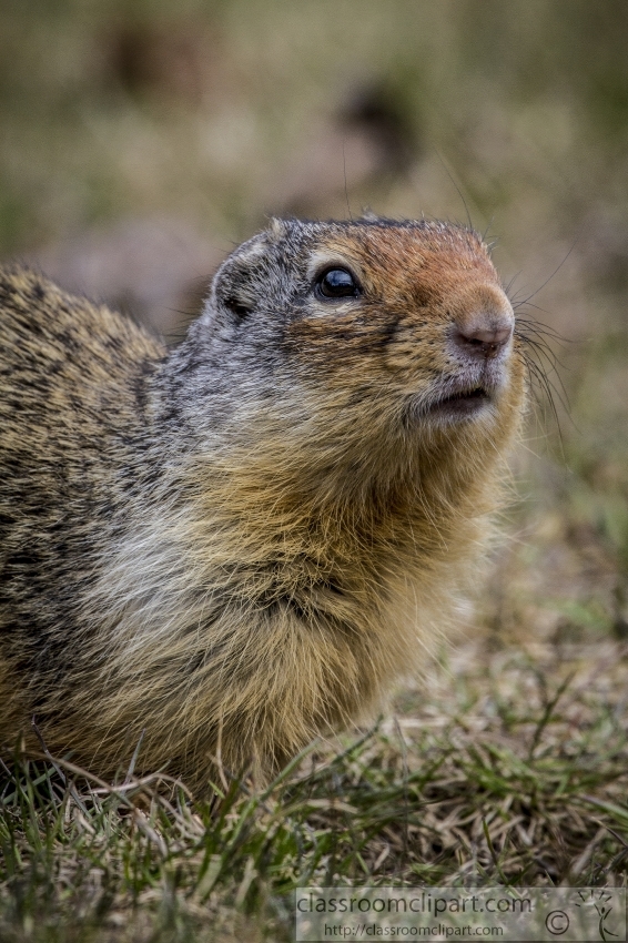 closeup face of columbian ground squirrel