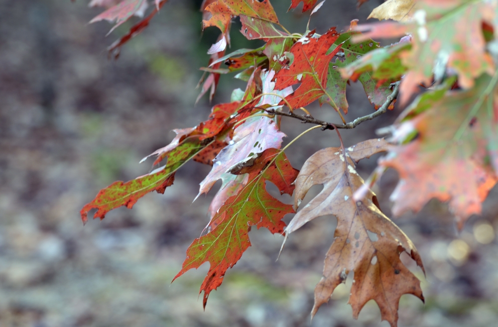 closeup fall leave