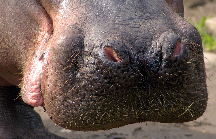 Closeup hippopotamus head zoo detailed features nostrils
