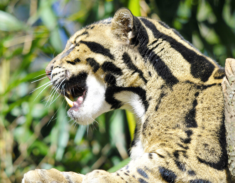 closeup leopard face plants in background