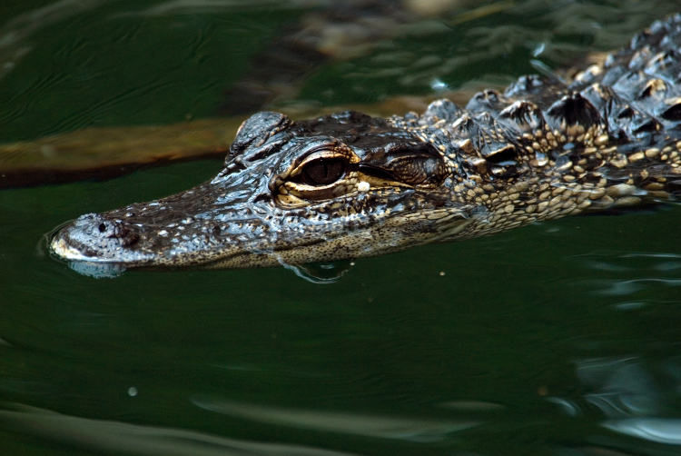 closeup of an alligator