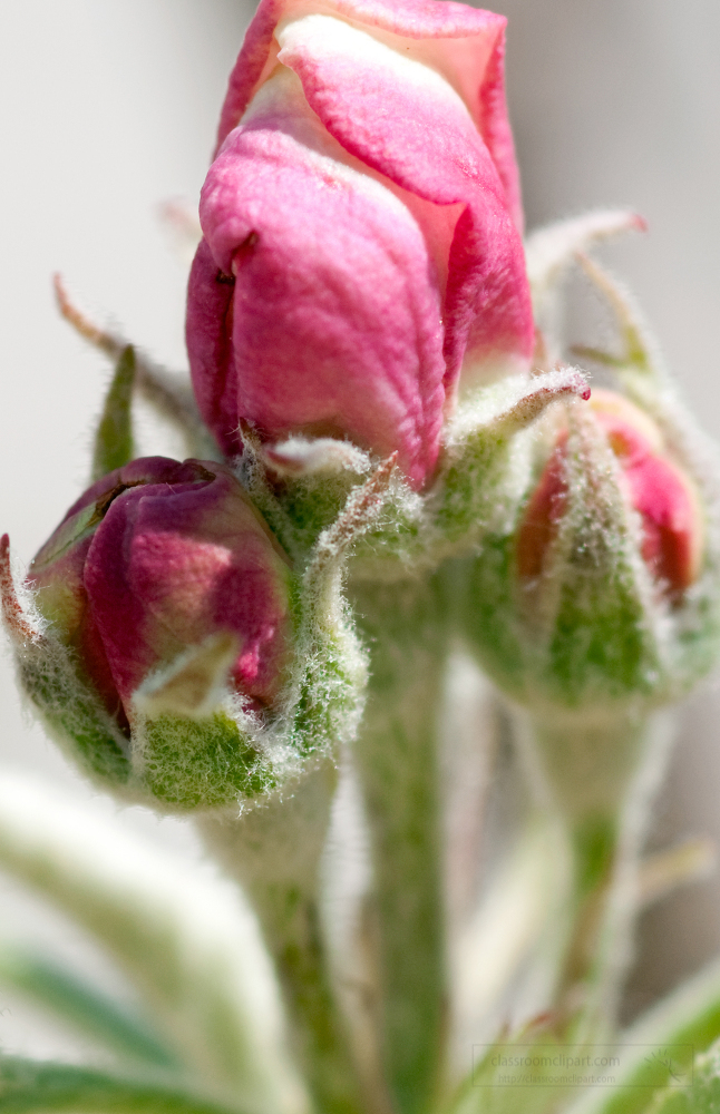 closeup of apple tree flower bud