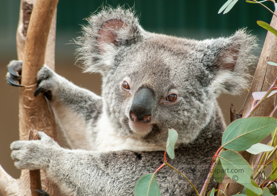 closeup of austraila koala face