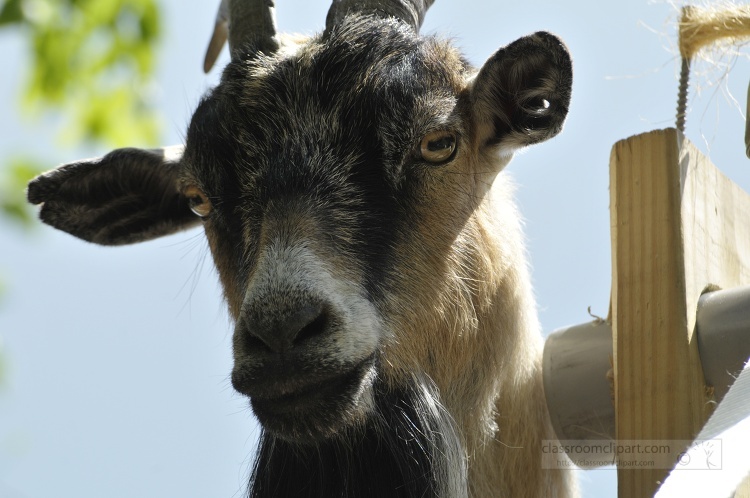 closeup of billy goat photo 76