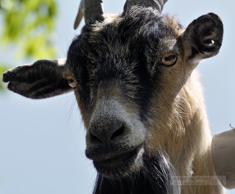 closeup of billy goat photo 77