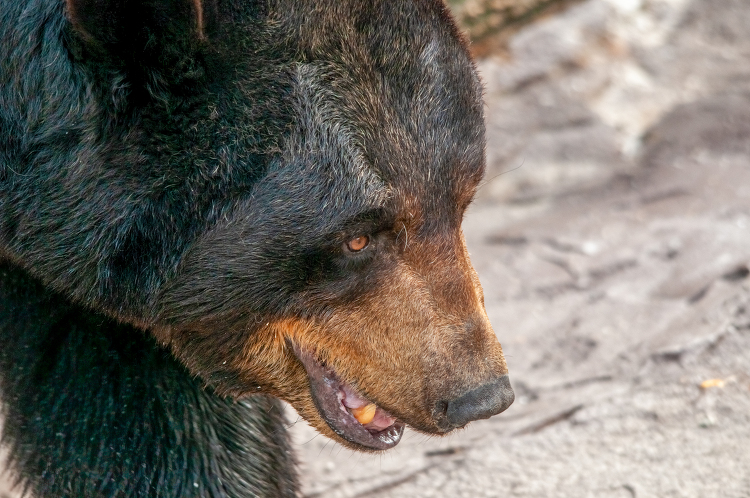 closeup of black bear looking down