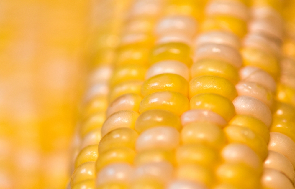 closeup of corn kernels on freshly picked corn
