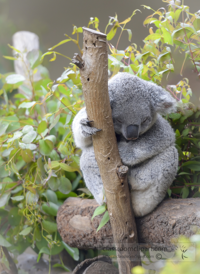 Close-Up Of Koala Sleeping On Tree Trunk