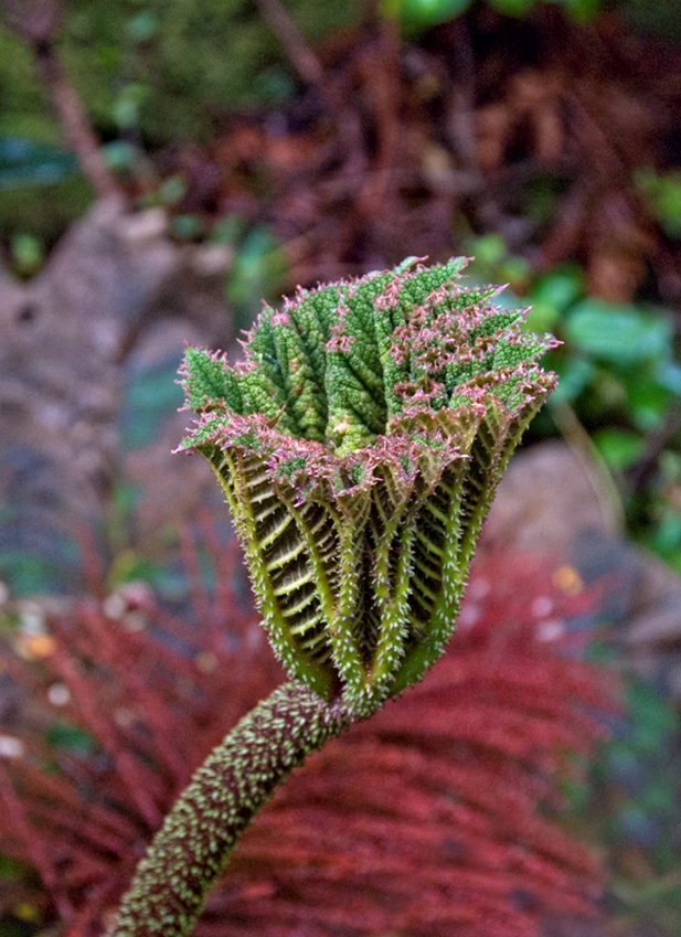 Closeup of large green leaf