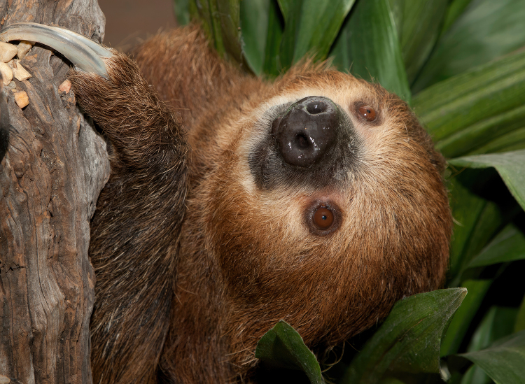 Closeup of Linnes Two toed Sloth