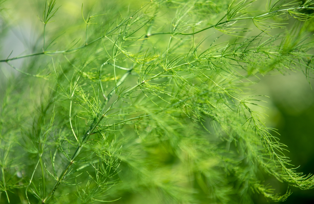 closeup of several asparagus leaves photo