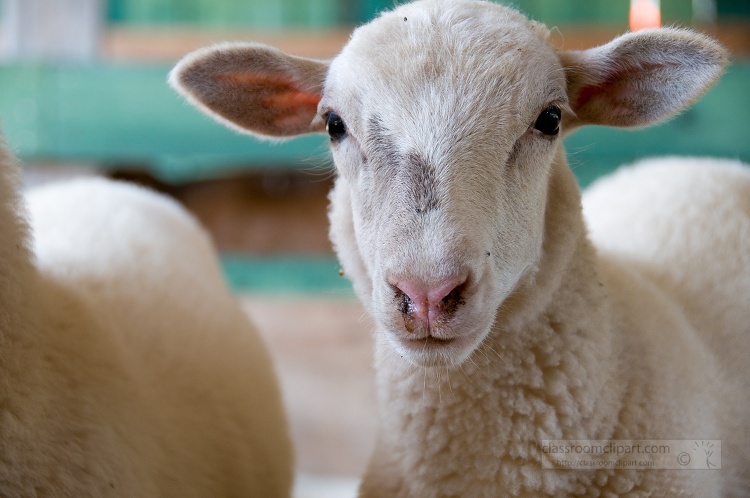 closeup of sheep face at a farm