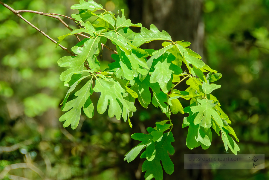 closeup of tree branch with oak leaves 0362