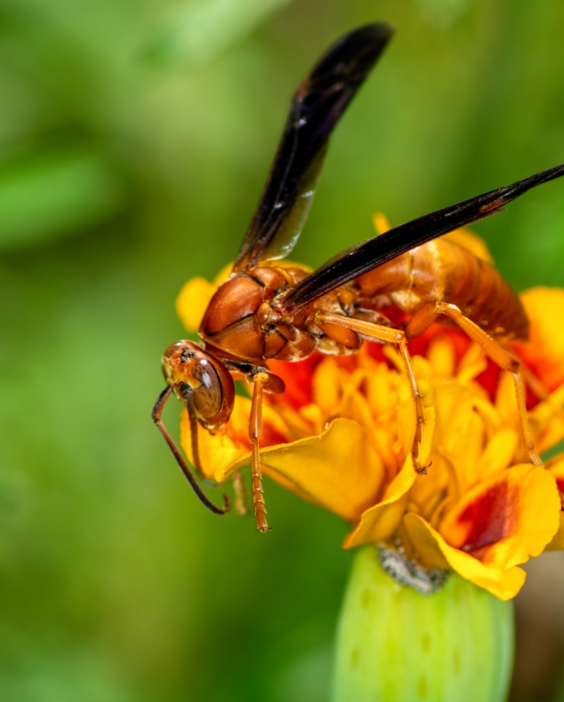 closeup of wasp on small orange marigold flower