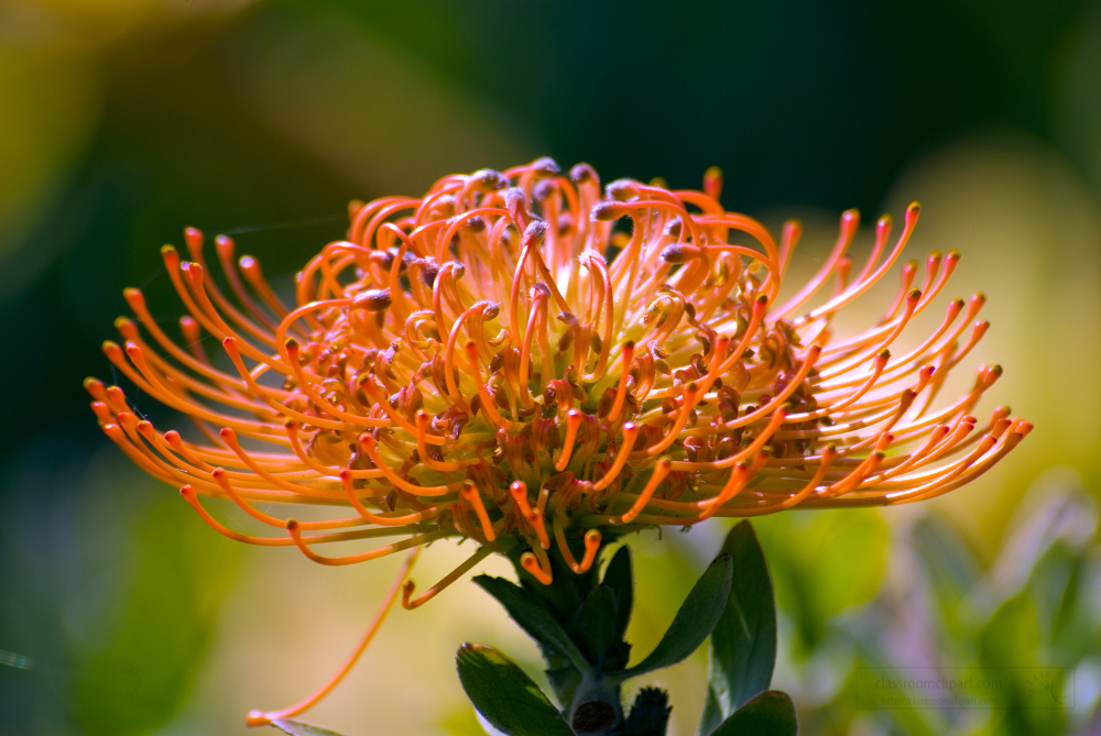 closeup ornamental pincushion flower