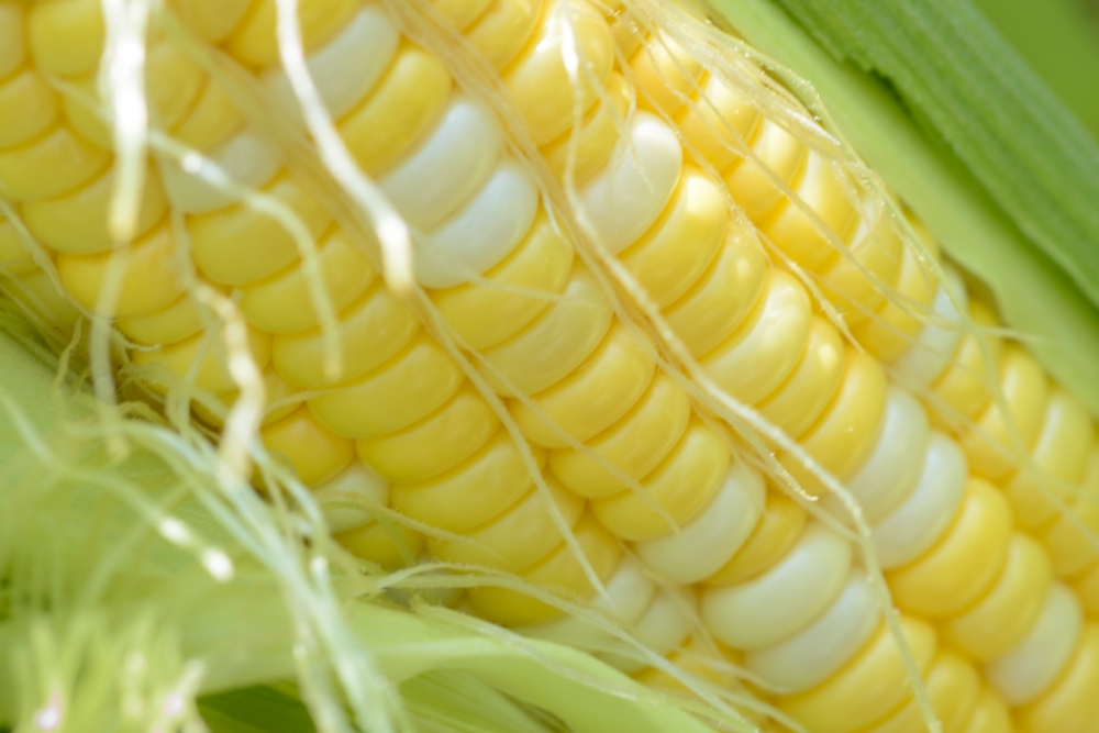 closeup photo ear of freshly picked corn with husk image image 0