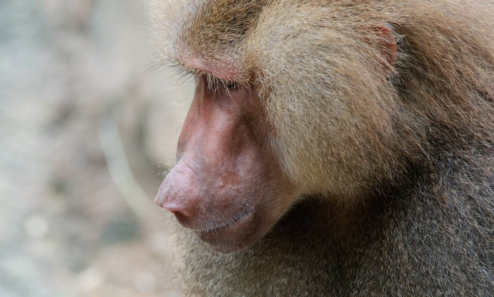 closeup side view of a baboon