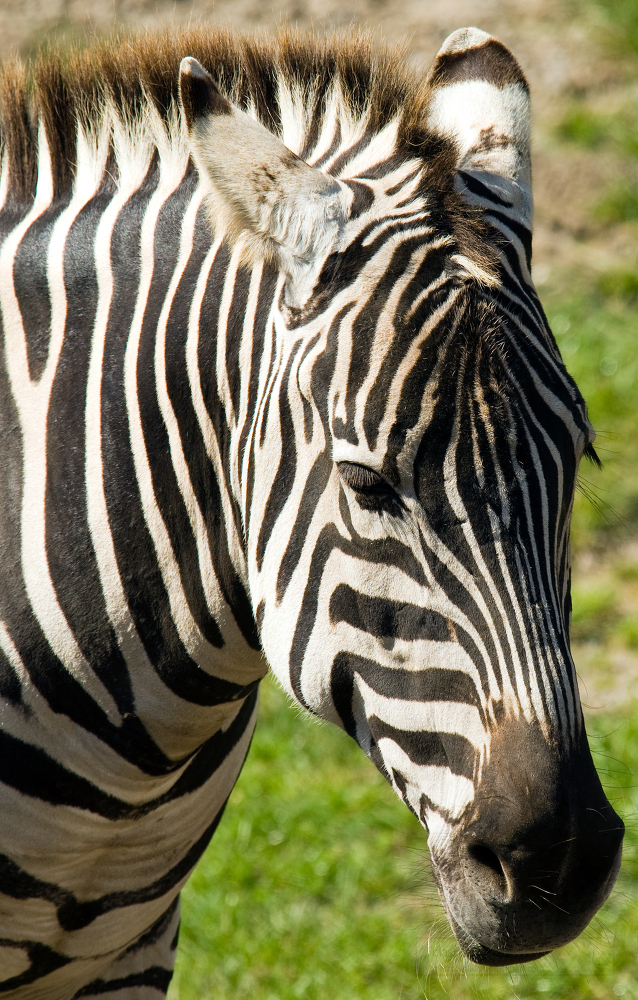 closeup up side view of a zebra at zoo