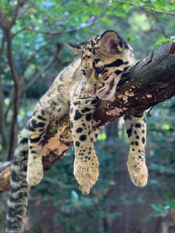 Clouded Leopard Cub rests on tree limb