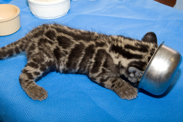 Clouded Leopard cub with face in feeding bowl