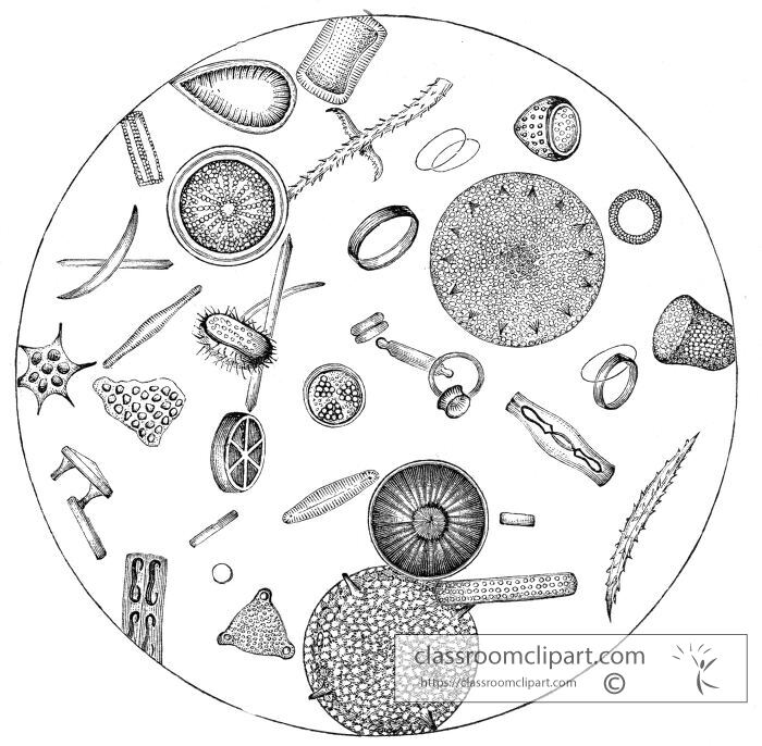 Collection of microscopic organisms and diatoms