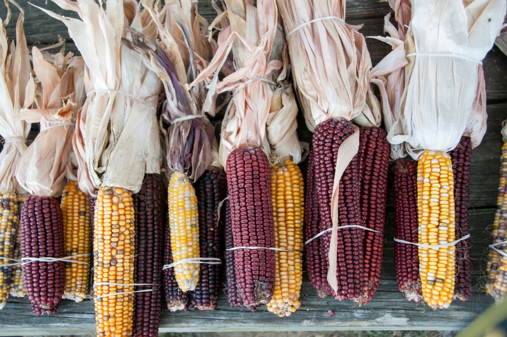 colorrful indian corn for sale at farm