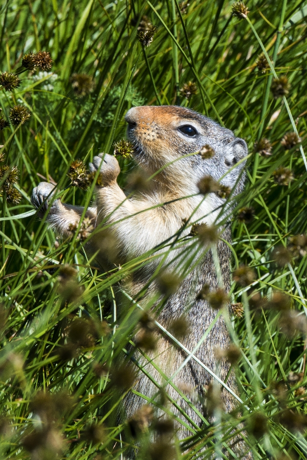 columbia ground squirrel- eating seeds from plant