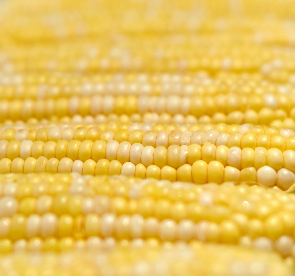 corn cob uncooked closeup photo image 5006E