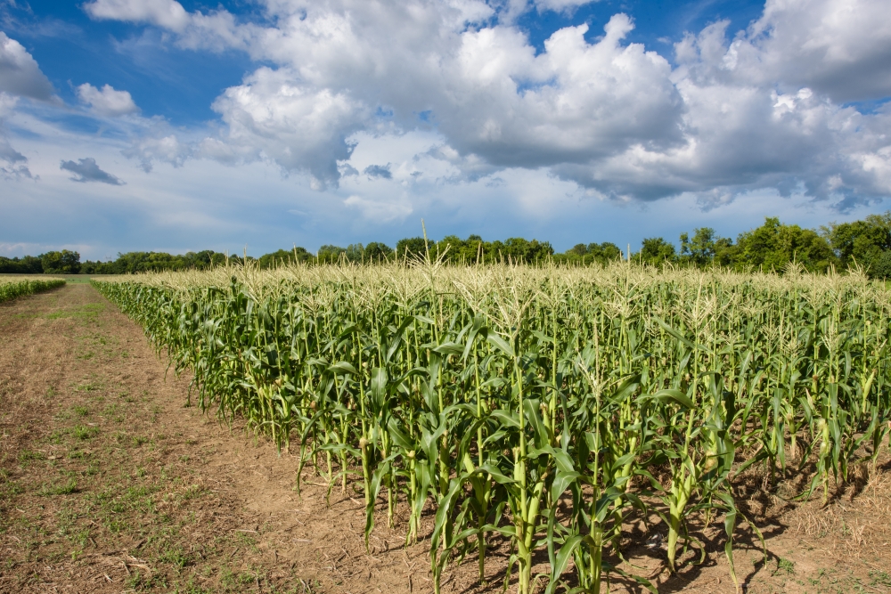 corn plants growing in field photo 9054