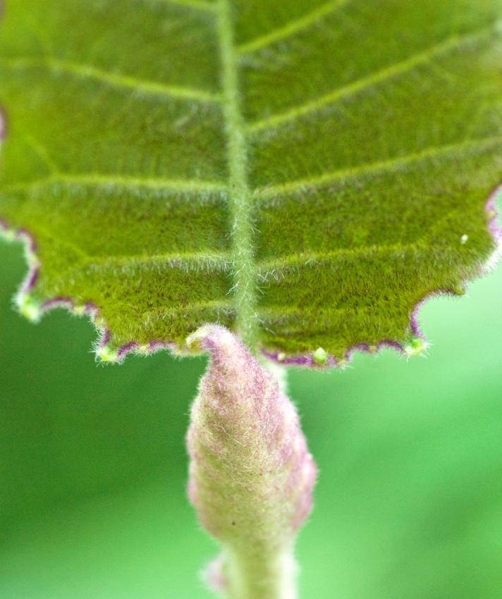 Costa Rica Closeup of Leaf
