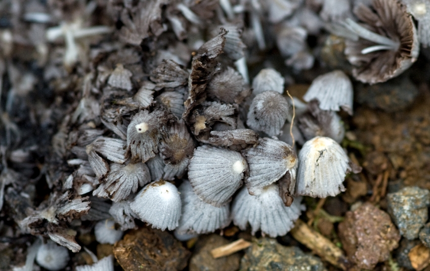 Costa Rica Mushrooms growing on canopy floor