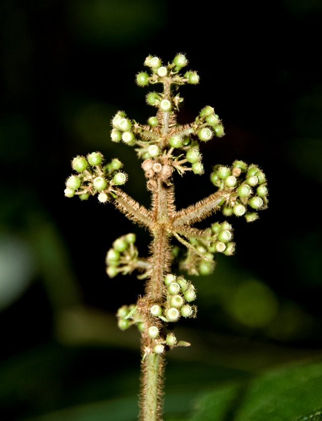 Costa Rica Photograph