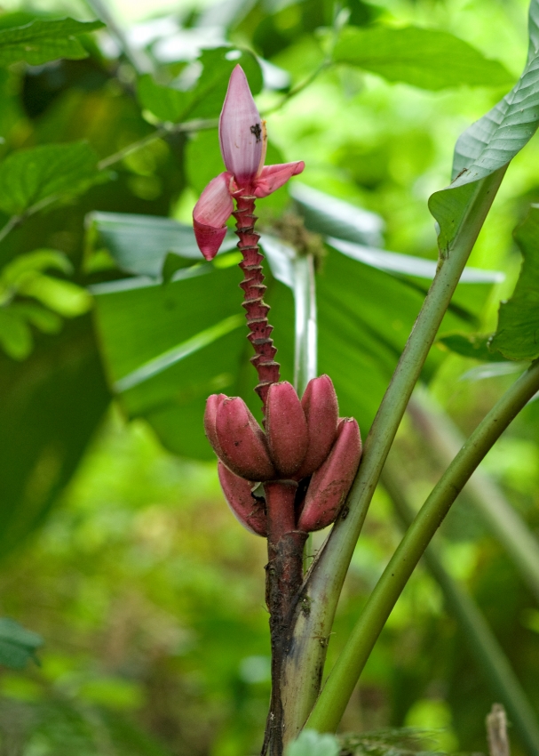 Costa Rica Red Flower