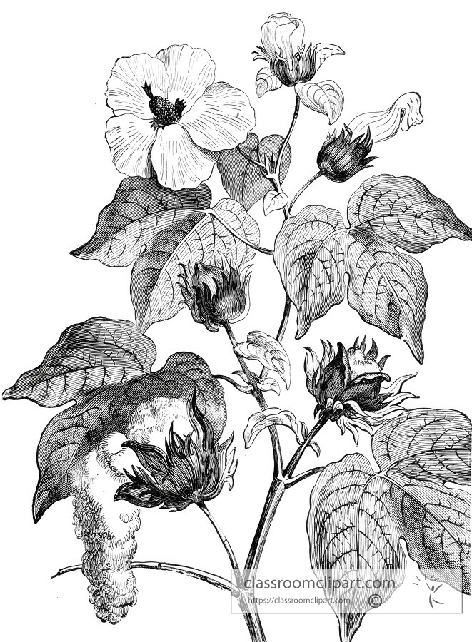 cotton tree historical illustration