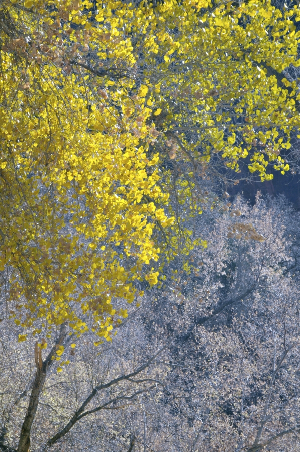 cotton wood tree zion np 62a