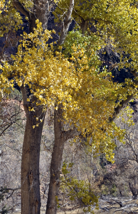 cotton wood tree zion np 63a