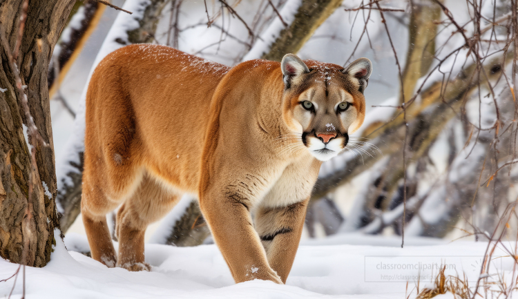 cougar walking through heavy snow in the winter trees