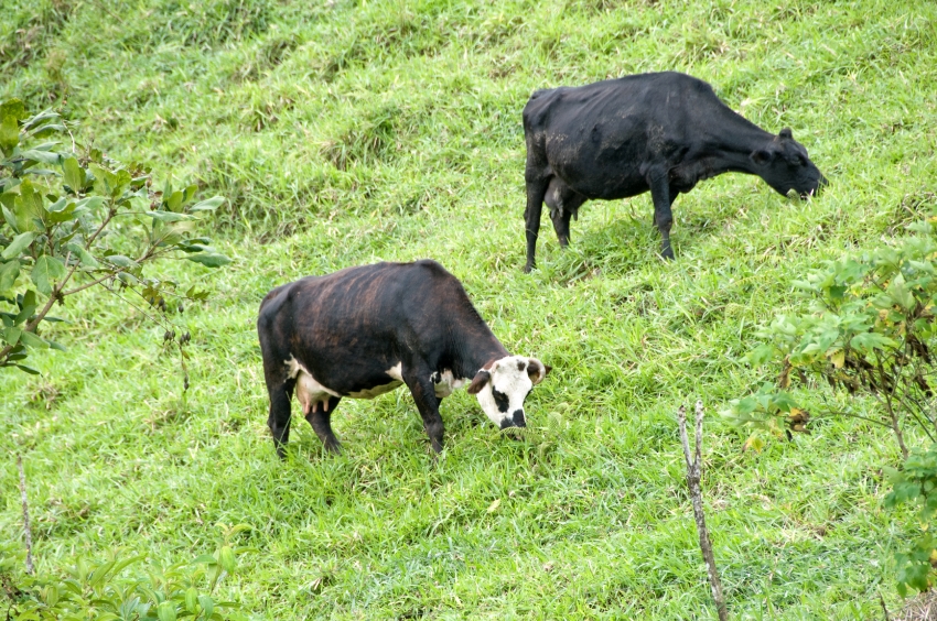 Costa Rica-Cows Costa Rica