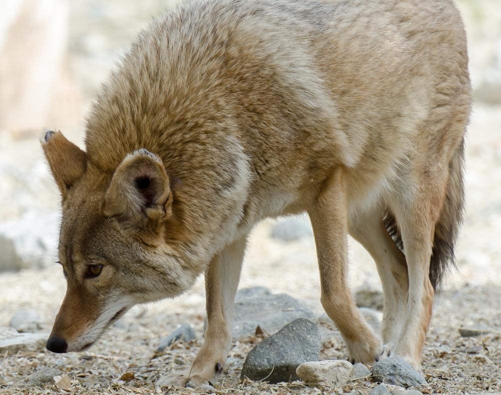 coyote animal closeup side view