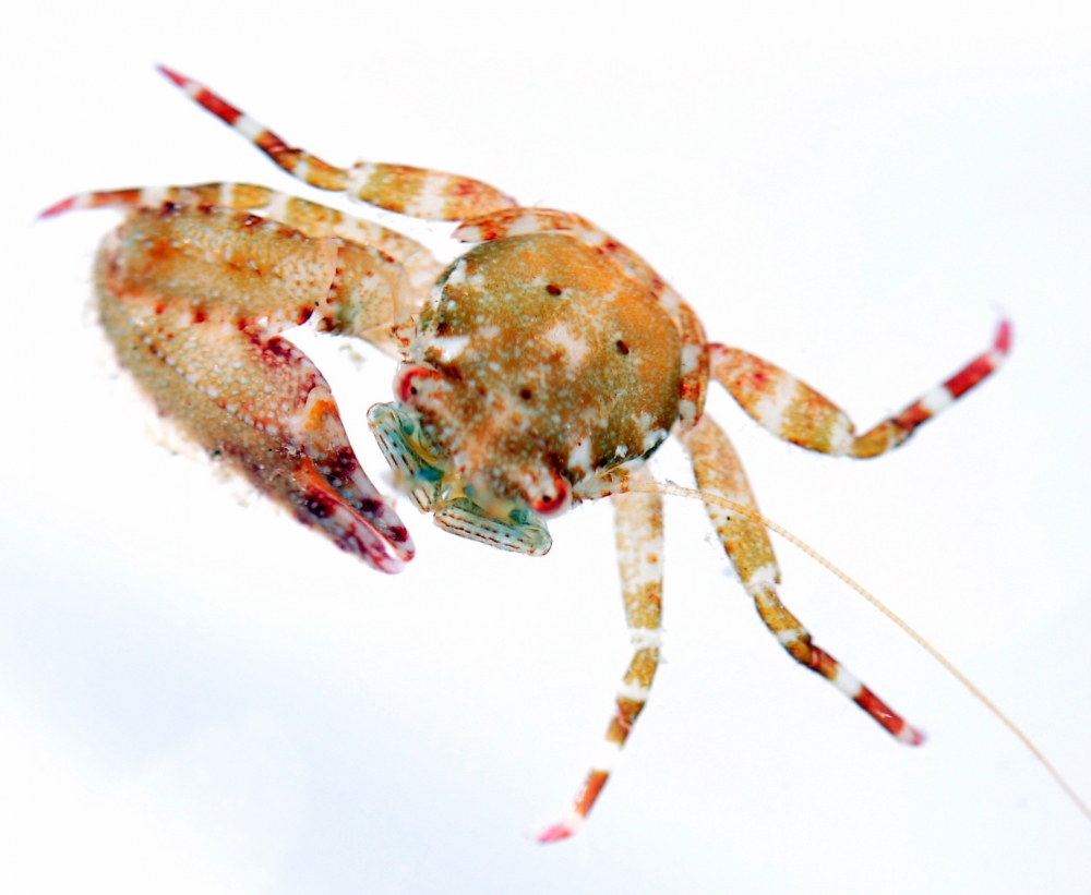 crab on white background